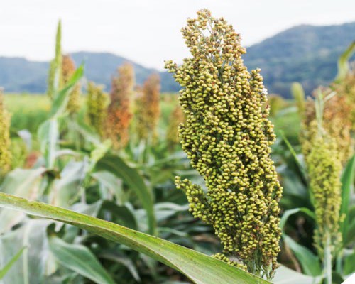 Great Millet Sorghum