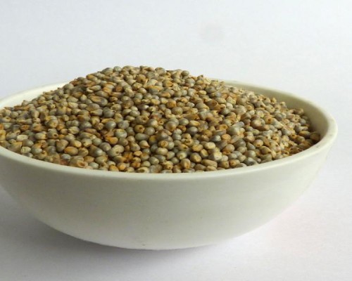 Pearl Millet Bajra