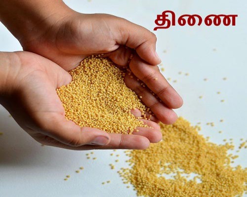 Foxtail-Millet-Suppliers-Tamil-Nadu