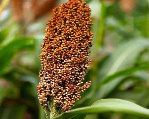 Great Millet Sorghum