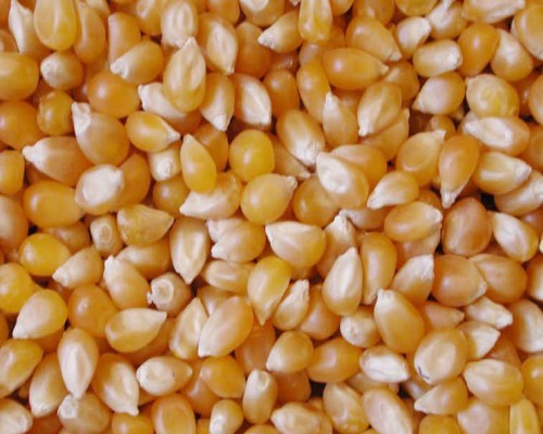 Indian Yellow Corn Maize Millets