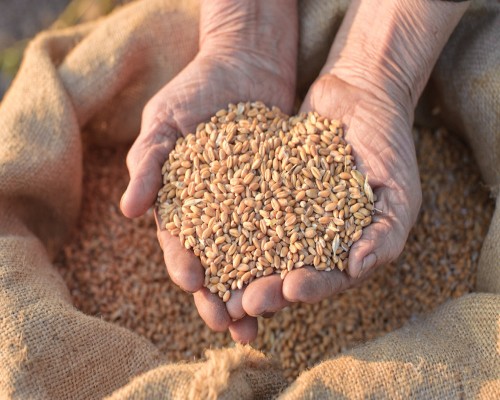 Barley Rice JAU