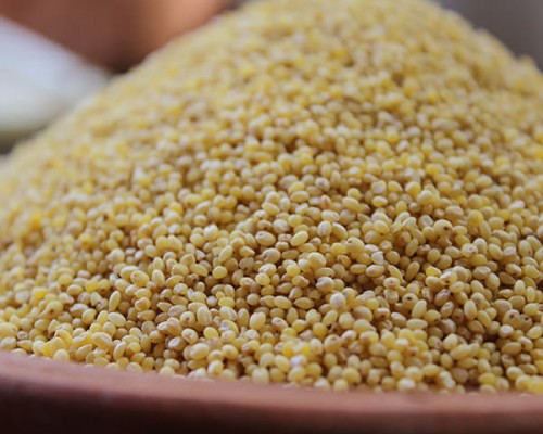 Proso Millet Pani varagu